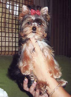 ����������� ������ �����.