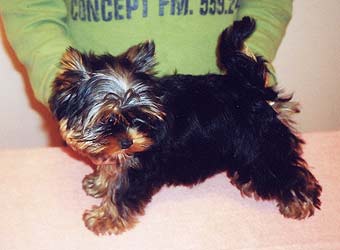 ����������� ������ �����.