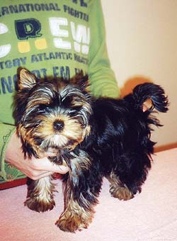 ����������� ������.