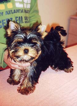 ����������� ������.