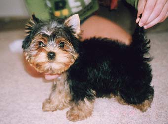 ����������� ������.