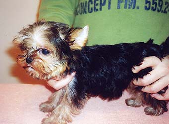 ����������� ������.