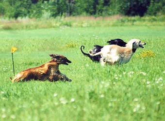 �����, ���������, ��������� ������.