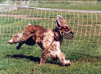 �����, ���������, ��������� ������.