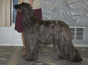 �����, ���������, ��������� ������.