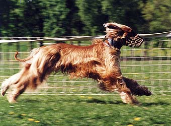 �����, ���������, ��������� ������.