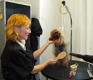 ����� �������������� Iv San Bernard