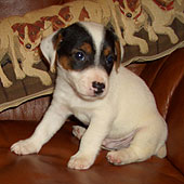 ����� ���� ������ �������