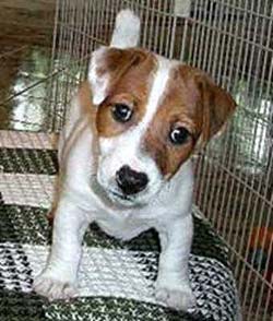 ���� ������ ������