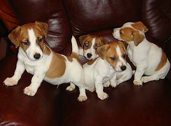 ���� ������ ������ �����