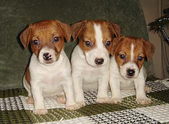 ���� ������ ������ �����