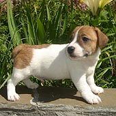 ����� ���� ������ �������