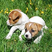 ����� ���� ������ �������