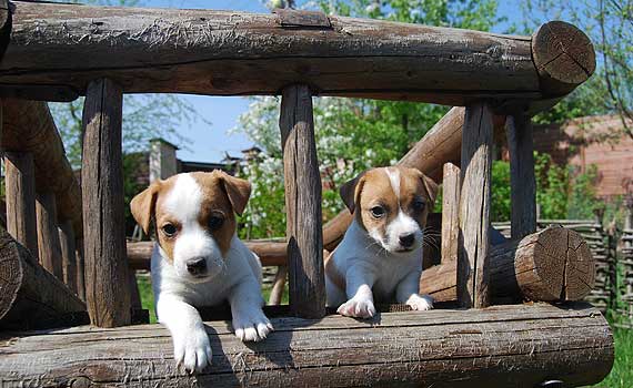 ����� ���� ������ �������