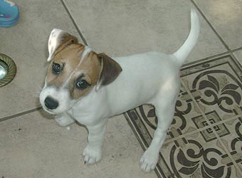 ���� ������ ������.