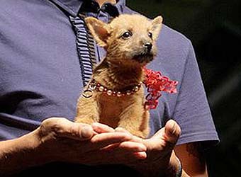 ������ ������.