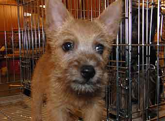 ������ ������.