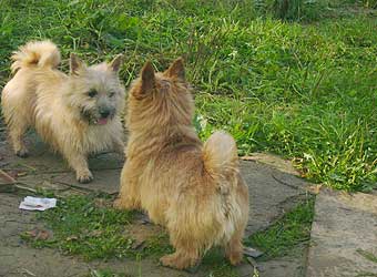 ������ ������.