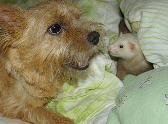 ������ ������.