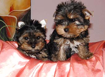 ����������� ������.