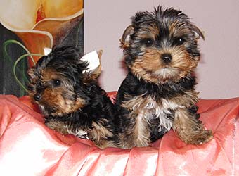 ����������� ������.