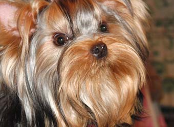 ����������� ������.