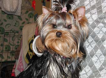 ����������� ������.