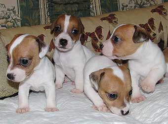 ���� ������ ������.