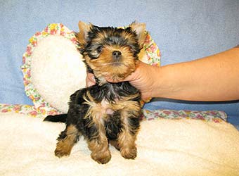 �������� Uni-Sol ����� ������������ �������