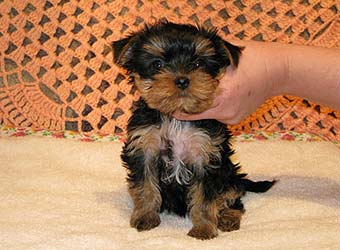 �������� Uni-Sol ����� ������������ �������