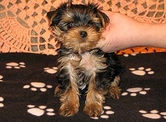 �������� Uni-Sol ����� ������������ �������