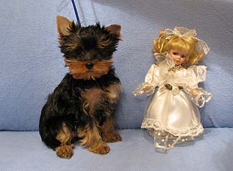 �������� Uni-Sol ����� ������������ �������