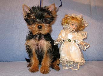 �������� Uni-Sol ����� ������������ �������