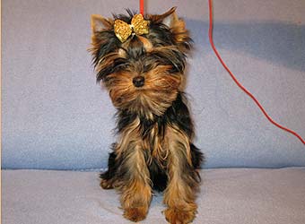 �������� Uni-Sol ����� ������������ �������