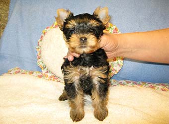 �������� Uni-Sol ����� ������������ �������