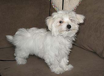 �������� Uni-Sol ����� ��������