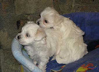 �������� Uni-Sol ����� ��������