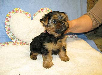 �������� Uni-Sol ����� ������������ �������