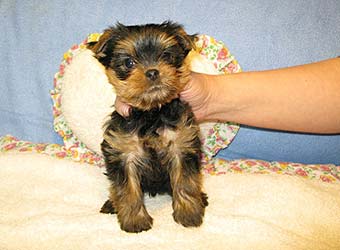 �������� Uni-Sol ����� ������������ �������