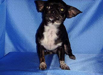 ����� ���.