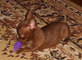 ����� ���.